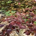 Fagus sylvatica 'Riversii' - Foto 2