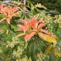 Pieris japonica 'Forest Flame' - 3
