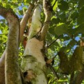 Betula utilis 'Jacquemontii' (Doorenbos) - 2