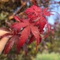 Acer palmatum 'Skeeter's Broom' - 6