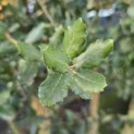 Quercus Suber - 2