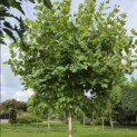 Platanus x hispanica - Foto 1