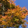 Acer palmatum Masu-kagami - 2