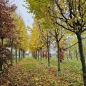 Carpinus betulus 'Frans Fontaine'   (Fastigiata) - impressie herfstkleuren partij