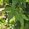 Acer palmatum 'Ryusen' - 1