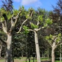 Platanus x hispanica - Foto 1
