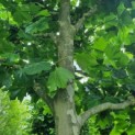 Platanus x hispanica - Afbeelding 2