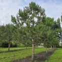 Pinus nigra 'Nigra' - 2