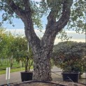 Quercus Suber - Foto 3