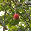 Cornus kousa - 1
