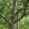 Malus domestica 'Rode Boskoop' - mei 2026