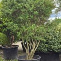 Osmanthus x Burkwoodii - 2