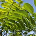 Pterocarya Fraxinifolia - impressie blad