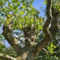 Platanus hispanica - Foto 1