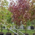 Liquidambar styraciflua op voetstam - Foto 4