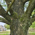 Metasequoia glyptostroboides - Foto 5