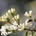Heptacodium miconioides - Foto 1