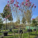 Magnolia 'Susan' - 3