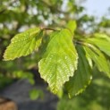 Parrotia persica - 1