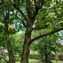 Platanus x hispanica - Afbeelding 859