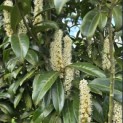 Prunus laurocerasus 'Caucasica' - 1
