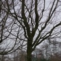 Carpinus betulus 'Frans Fontaine'   (Fastigiata) - Foto 1