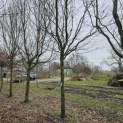 Carpinus betulus 'Frans Fontaine'   (Fastigiata) - Foto 2