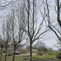 Carpinus betulus 'Frans Fontaine'   (Fastigiata) - Foto 3