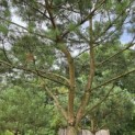 Pinus sylvestris - Foto 7