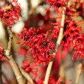 Hamamelis x intermedia 'Diane' - 4