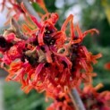 Hamamelis x intermedia 'Diane' - 1