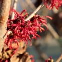 Hamamelis x intermedia 'Diane' - 3