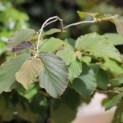 Hamamelis x intermedia 'Diane' - 2