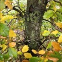 Fagus sylvatica - 3