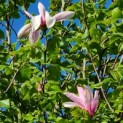 Magnolia 'Galaxy' - Afbeelding 2
