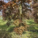 Fagus sylvatica 'Atropunicea' - 3