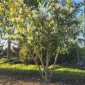 Prunus laurocerasus 'Novita' - Foto 1