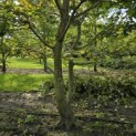 Carpinus betulus - 2