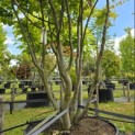 Parrotia persica - Foto 2