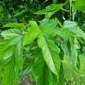 morus alba 'Macrophylla'