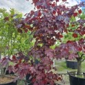 Acer platanoides 'Royal Red' - Foto 3