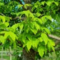 Acer Triflorum - Afbeelding 3
