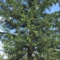 Cupressocyparis leylandii - 1