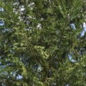 Cupressocyparis leylandii - 2