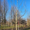 Juglans regia 'Bella Maria'' - 5
