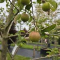 Malus domestica 'Jonagold' - 1