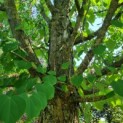 Cercidiphyllum japonicum - Foto 4