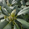 Rhododendron Yakushimanum 'Sonatine' - Foto 4