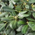 Rhododendron Yakushimanum 'Sonatine' - Foto 3