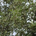 Quercus ilex - 2